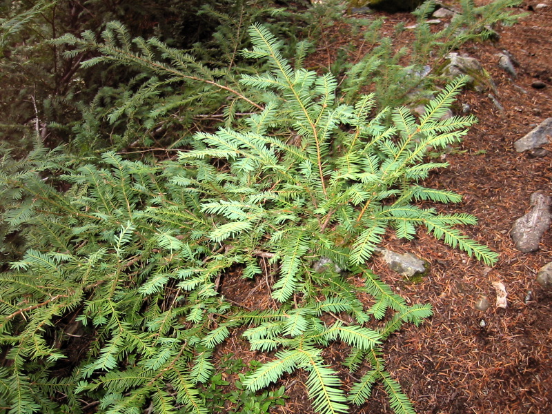 Taxus brevifolia (Pacific yew) (alternate view 8)