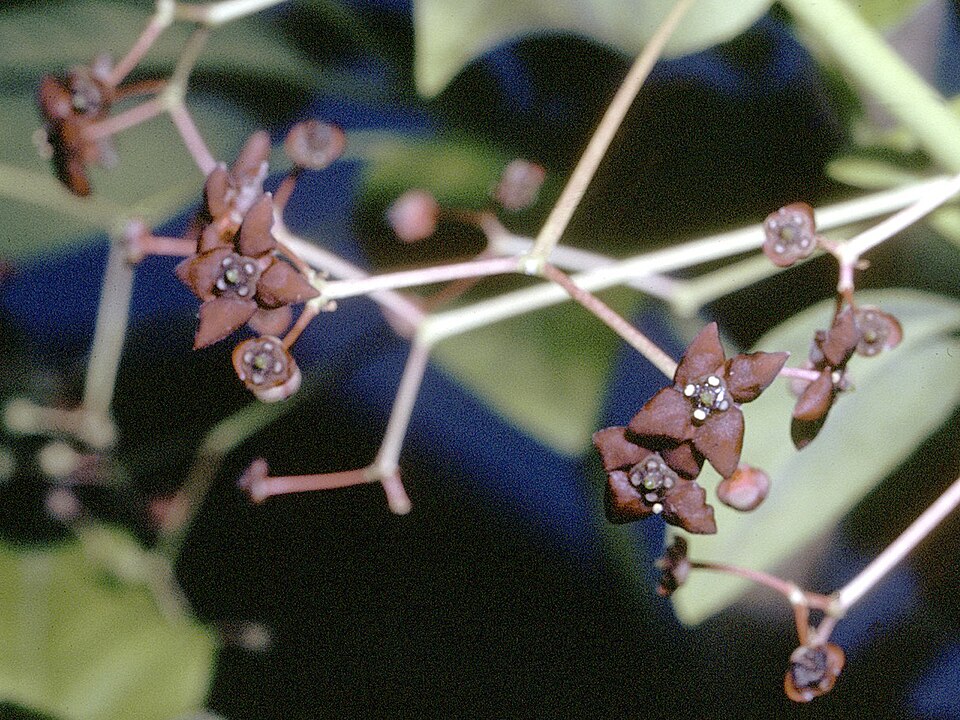 Euonymus atropurpureus (wahoo) (alternate view 10)