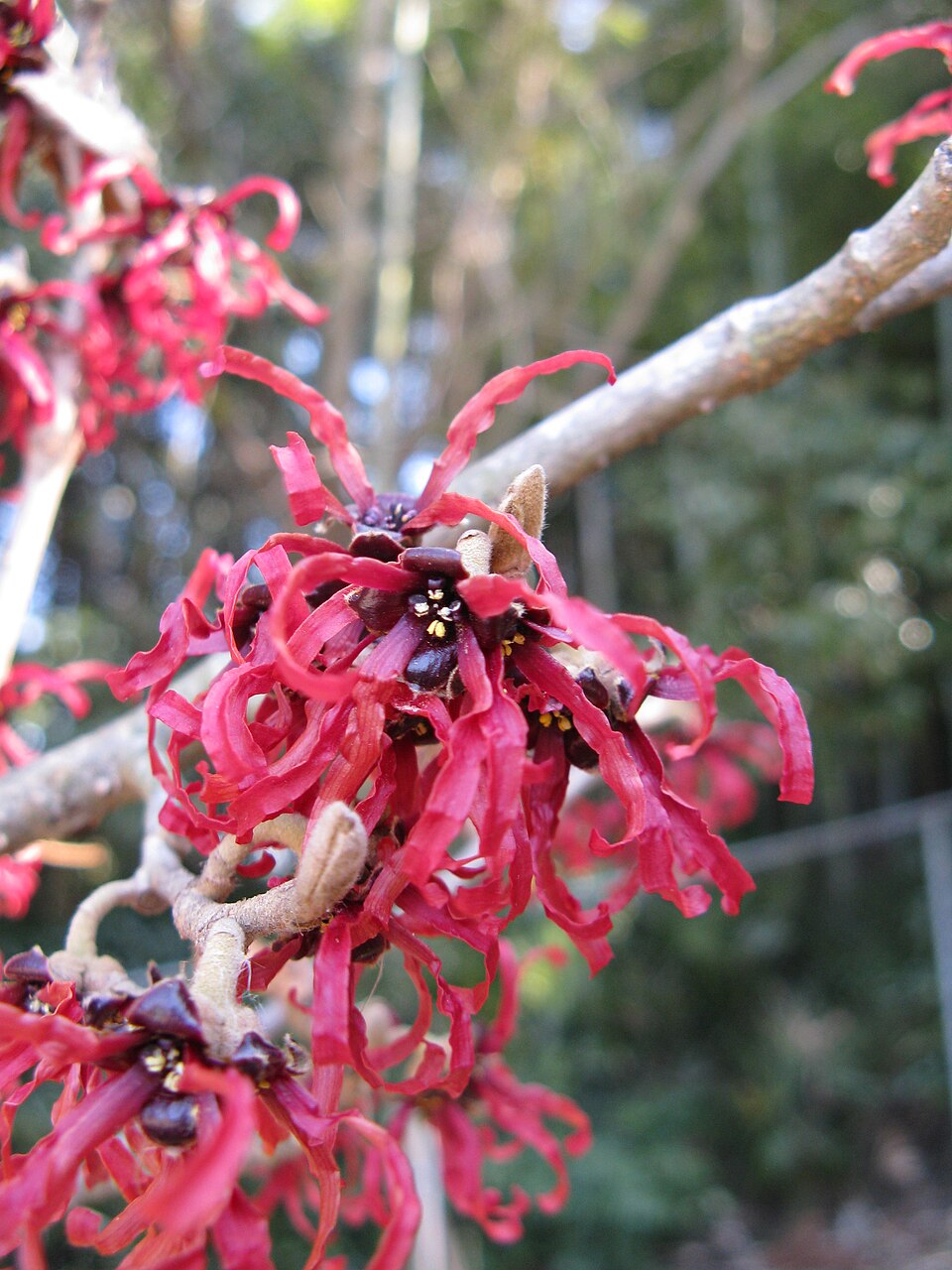 Hamamelis × intermedia 'Diane' (Diane Witch Hazel) (alternate view 2)