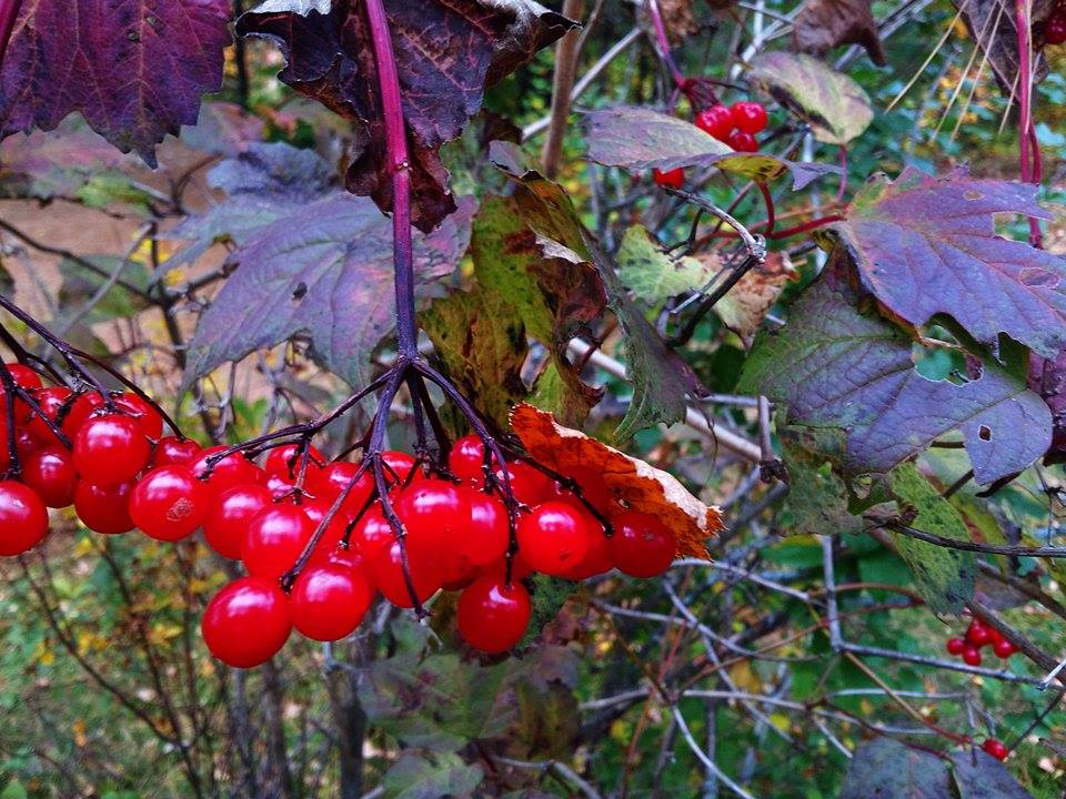 Viburnum opulus var. americanum (American cranberry bush) (alternate view 10)