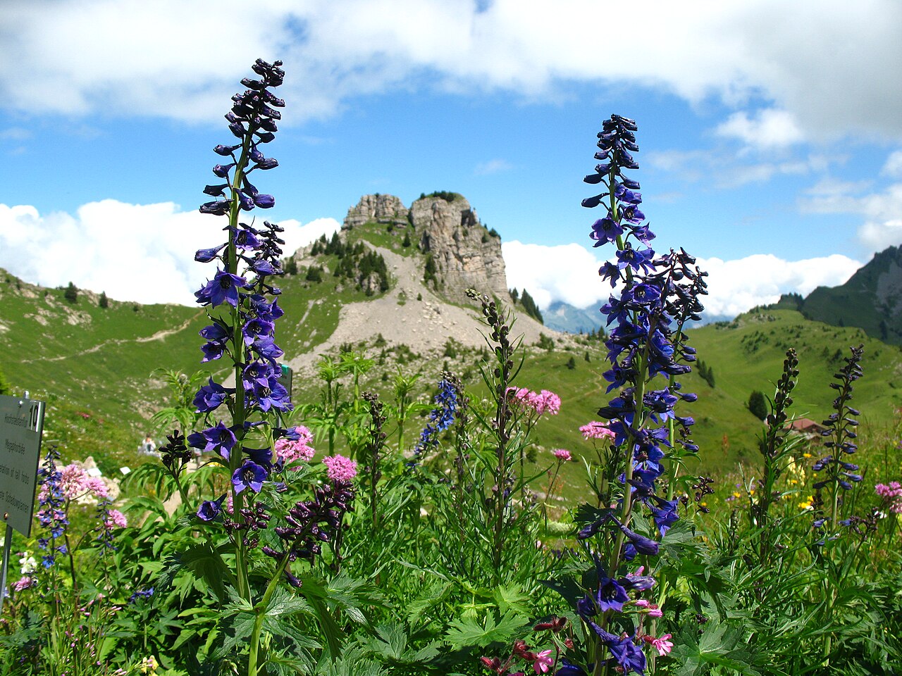 Delphinium elatum, Candle larkspur — upright deciduous (Ranunculaceae) (image 5 of 9)