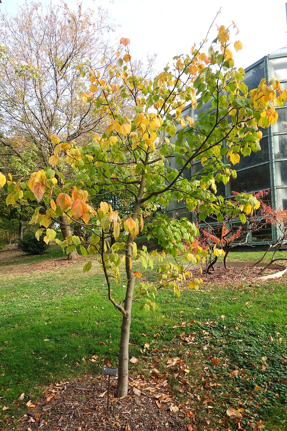 Acer tegmentosum (Manchurian Striped Maple)