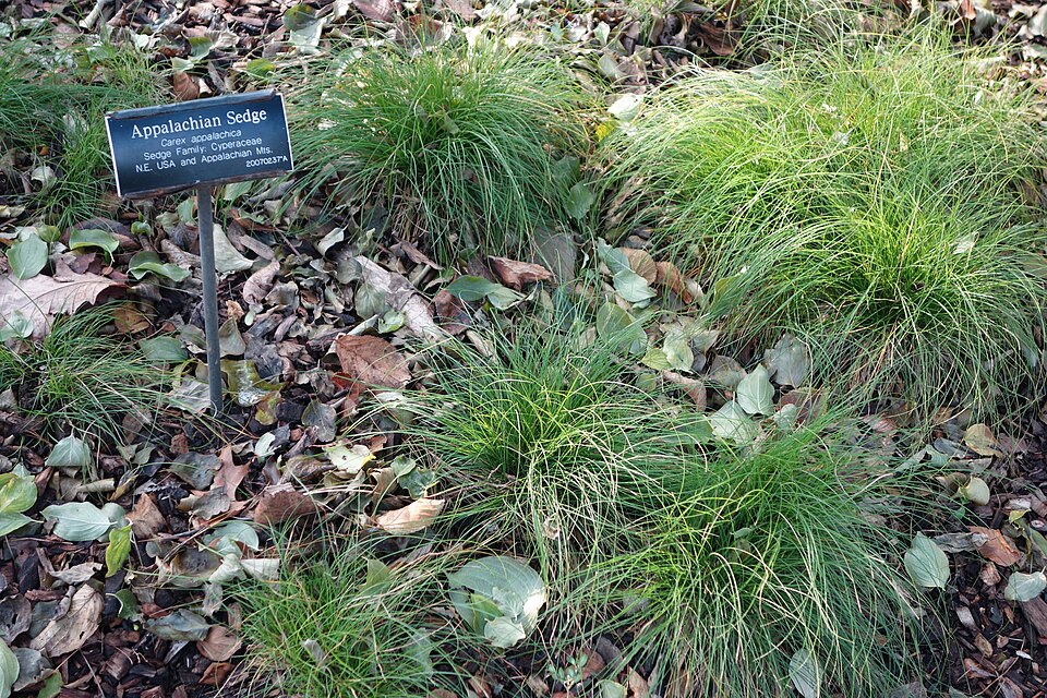Carex appalachica (Appalachian Sedge) (alternate view 7)