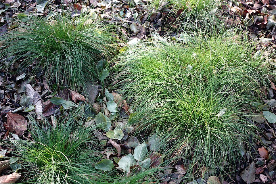 Carex appalachica (Appalachian Sedge) (alternate view 8)