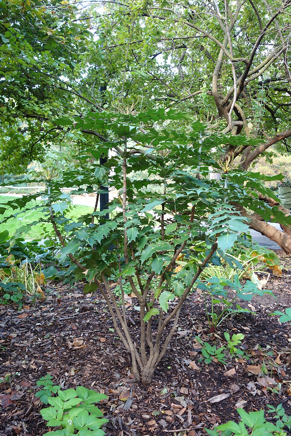 Berberis bealei (leatherleaf mahonia)