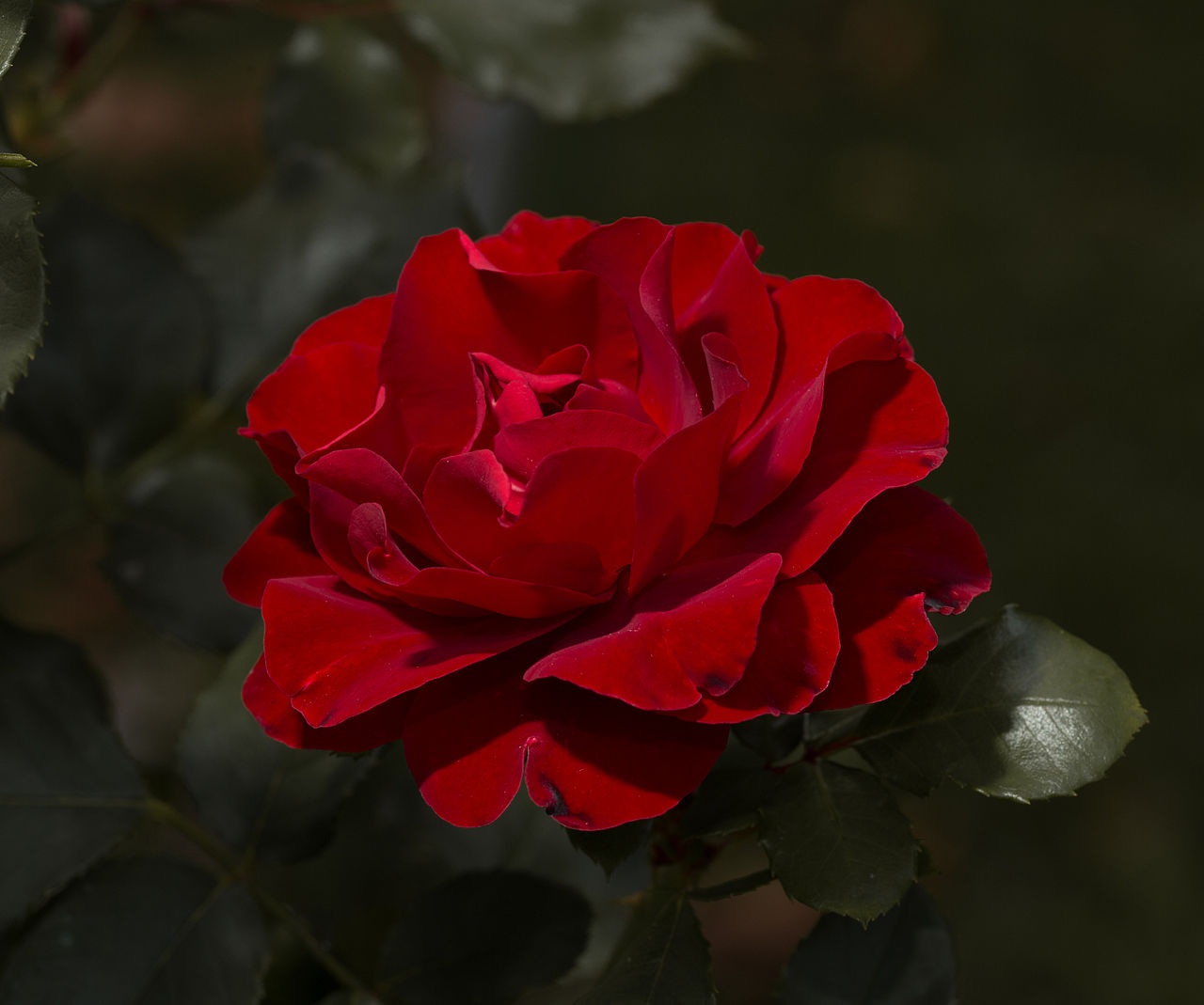 Rosa 'Knock Out', Knock Out rose — mounding deciduous (Rosaceae) (image 10 of 10)