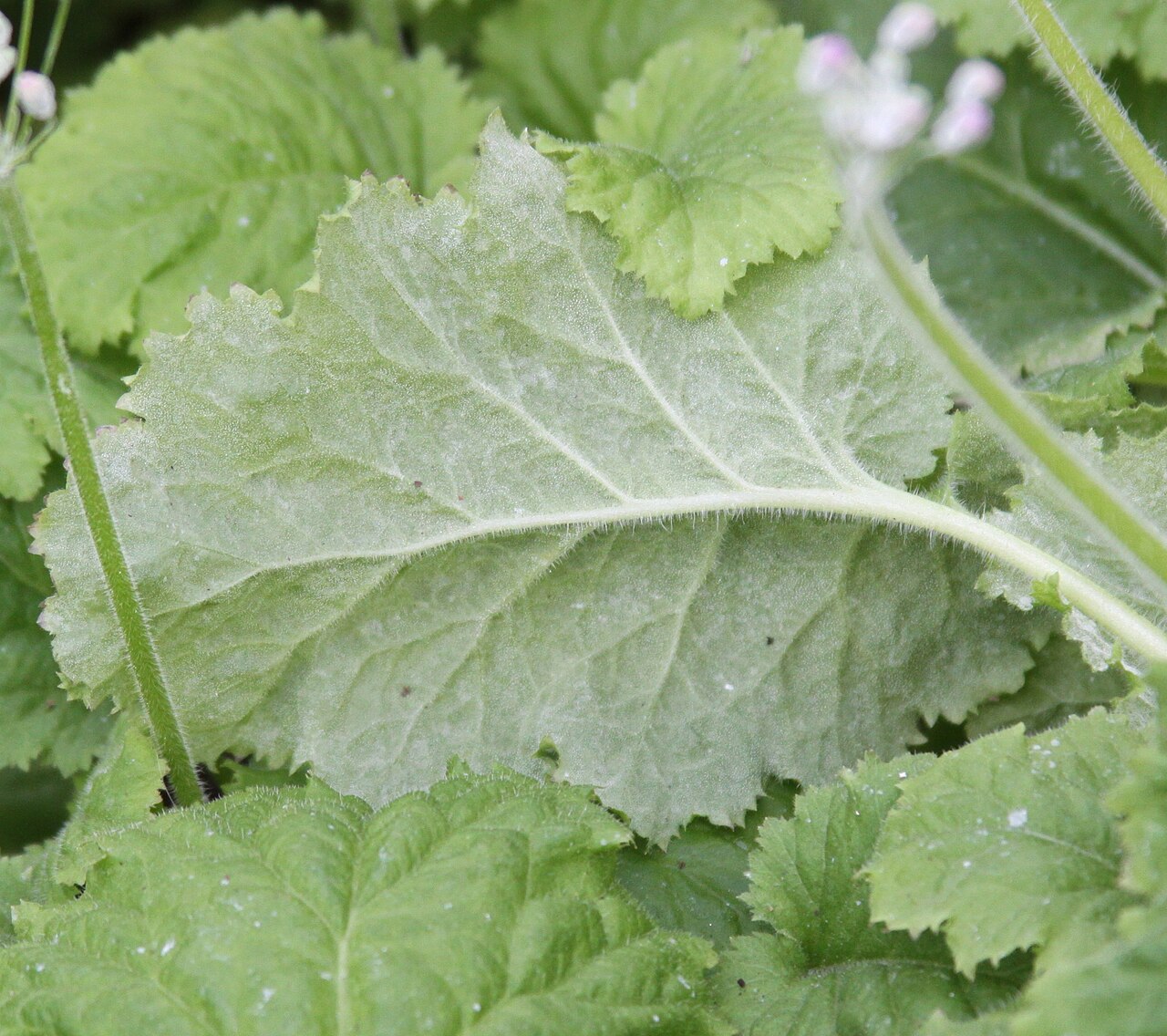 Primula malacoides, Fairy primrose — clumping semi-evergreen (Primulaceae) (image 8 of 10)