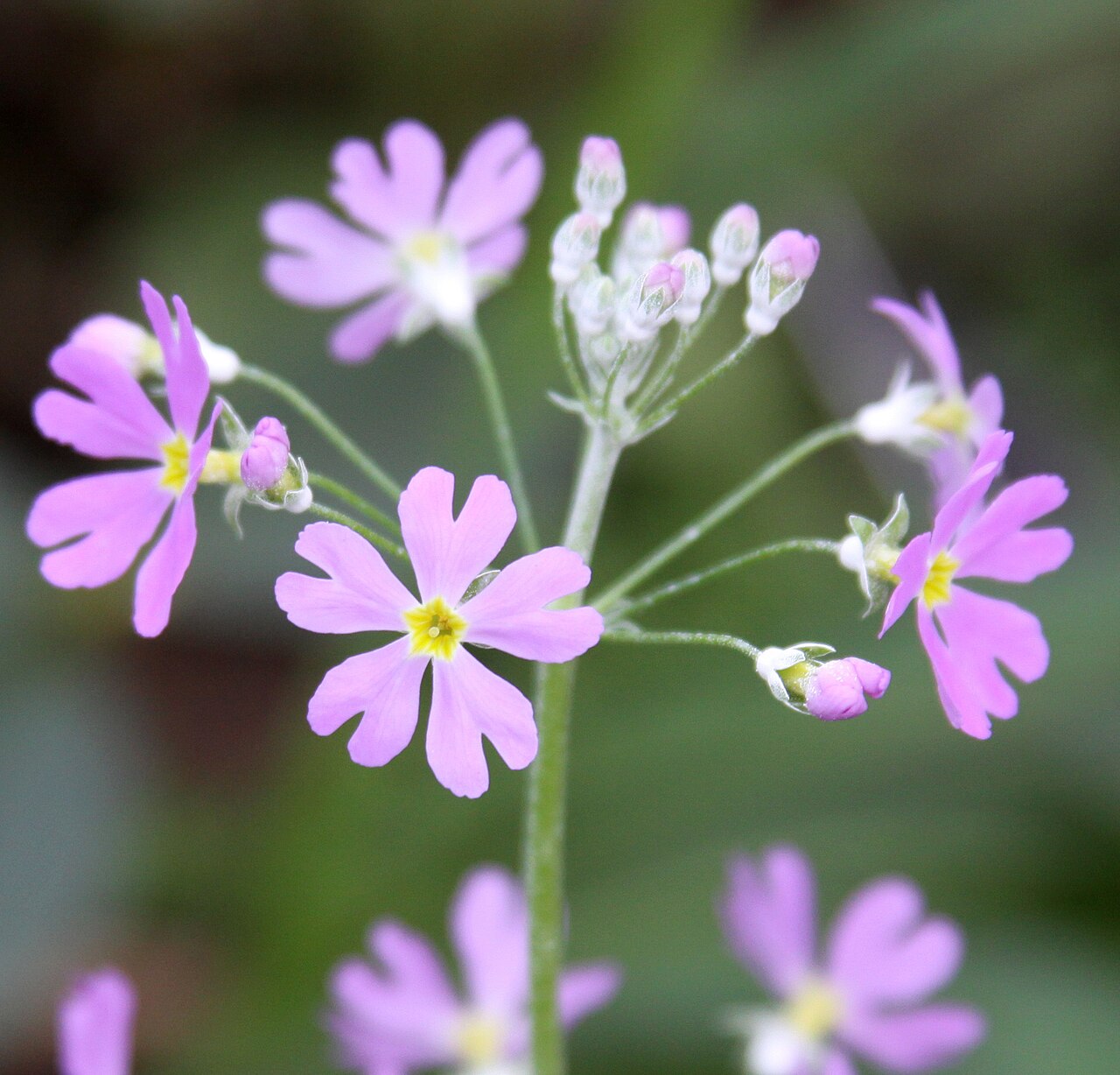 Primula malacoides, Fairy primrose — clumping semi-evergreen (Primulaceae) (image 9 of 10)