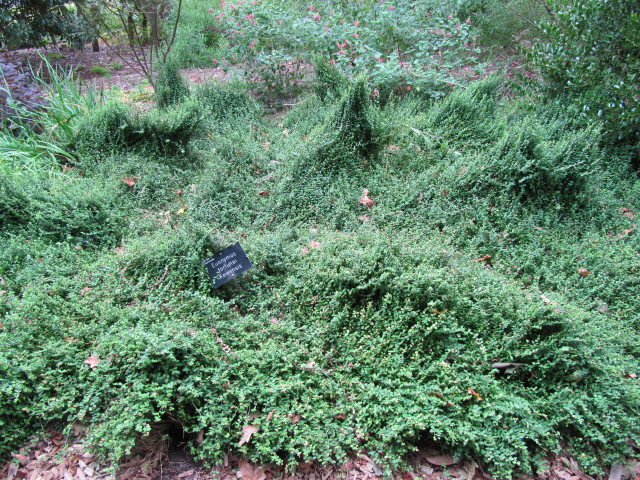 Euonymus fortunei 'Kewensis'