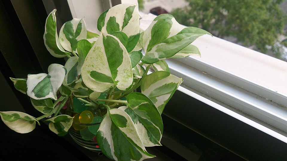 Epipremnum aureum 'N'Joy' (N'Joy Pothos) (alternate view 3)