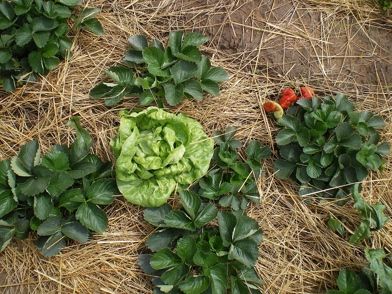 Fragaria ananassa, Garden strawberry — spreading semi-evergreen (Rosaceae) (image 8 of 9)