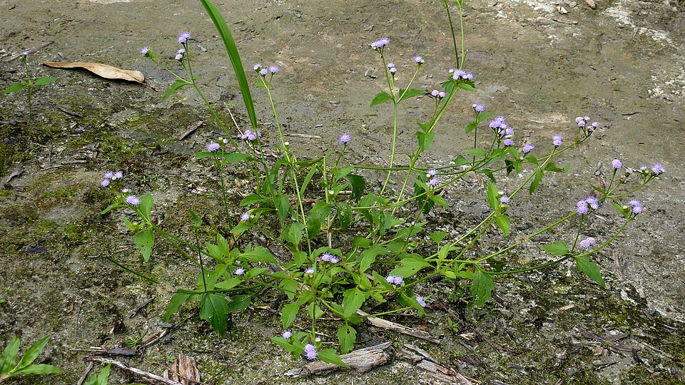 Praxelis clematidea (pussyfoot) (alternate view 7)