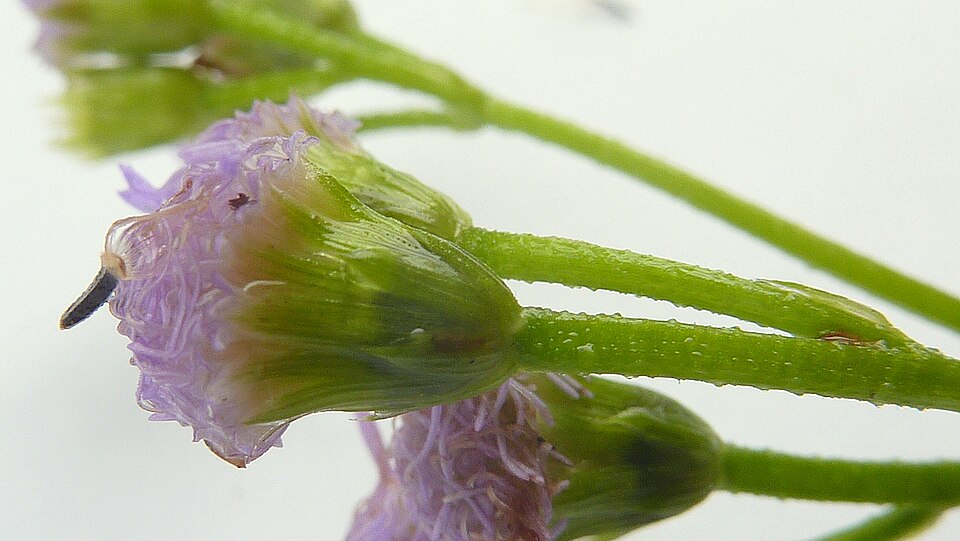 Praxelis clematidea (pussyfoot) (alternate view 8)