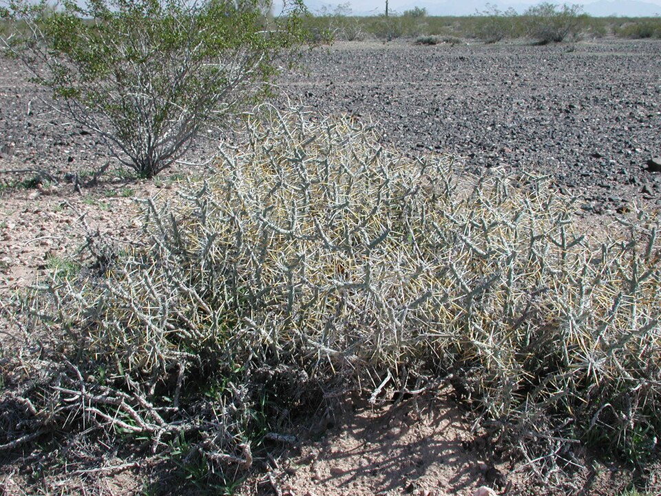 Cylindropuntia ramosissima (Branched Pencil Cholla) (alternate view 7)