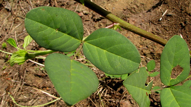 Macroptilium lathyroides (Phasey Bean) (alternate view 6)