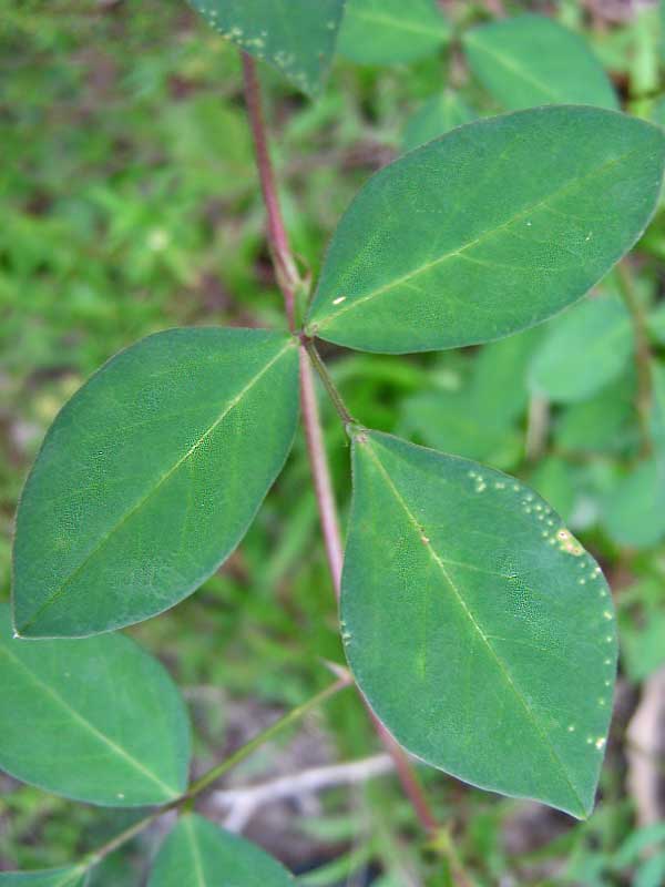 Macroptilium lathyroides (Phasey Bean) (alternate view 7)