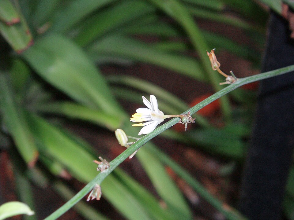 Chlorophytum comosum (Spider Plant) (alternate view 5)