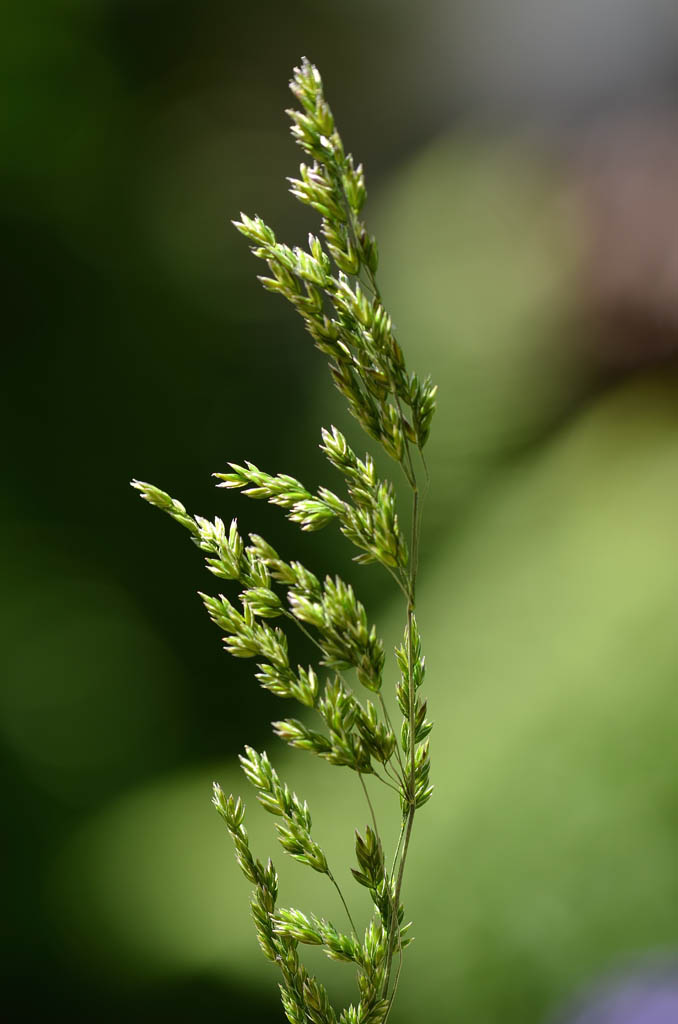 Poa trivialis (Rough Meadow-grass)