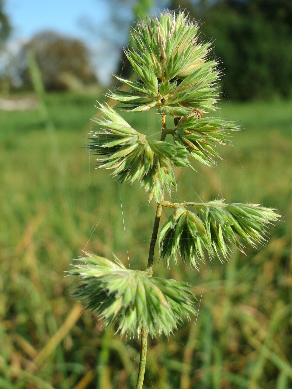 Dactylis glomerata (orchard grass) (alternate view 11)