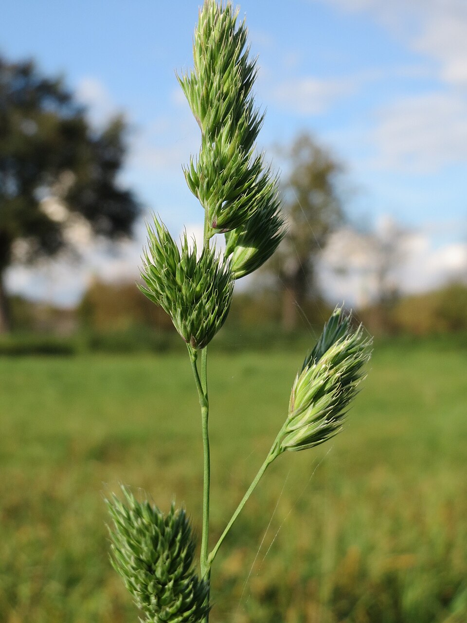 Dactylis glomerata (orchard grass) (alternate view 12)