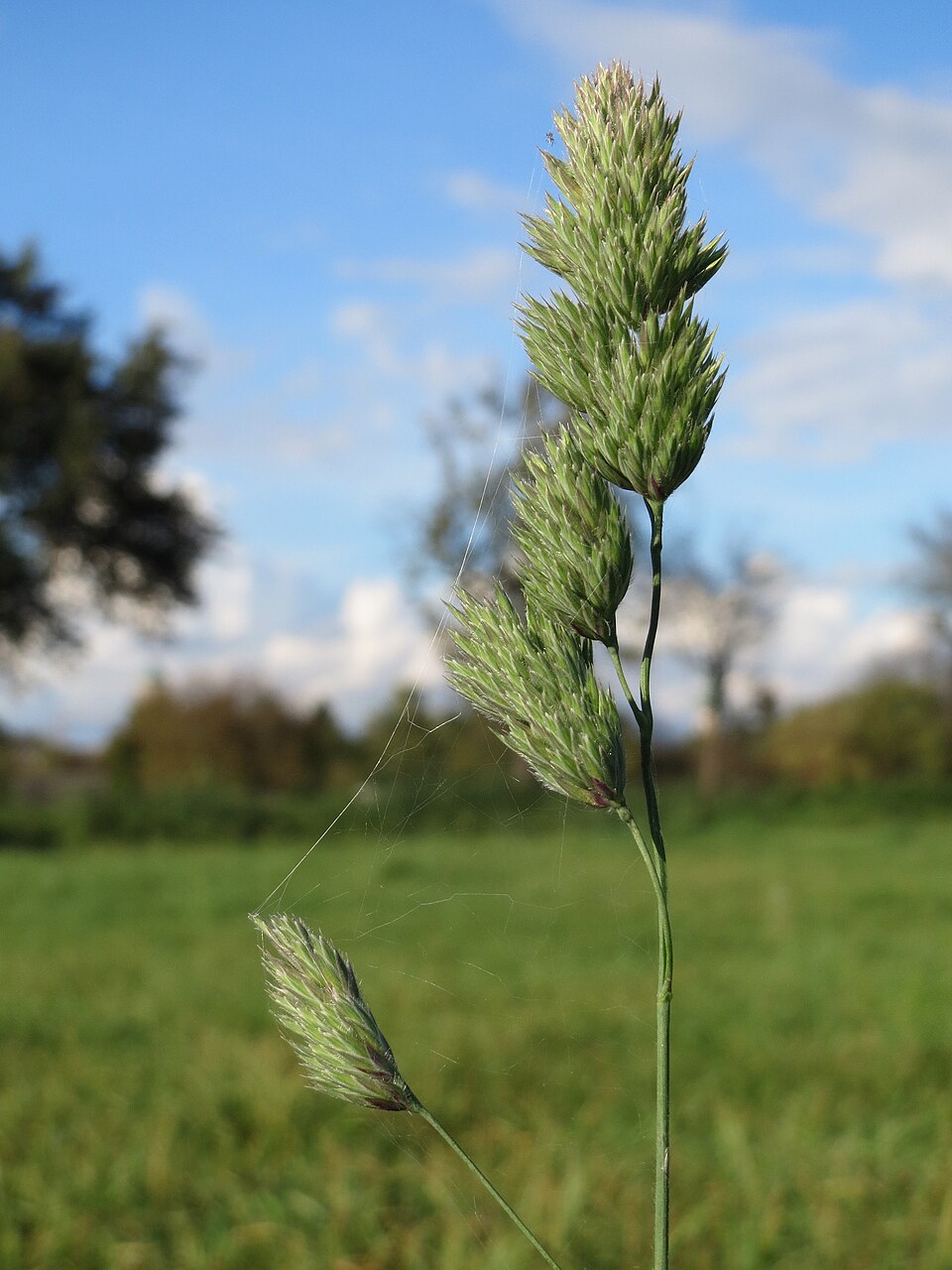 Dactylis glomerata (orchard grass) (alternate view 13)