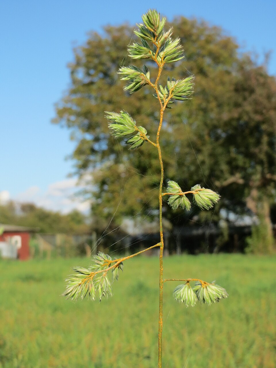 Dactylis glomerata (orchard grass) (alternate view 14)