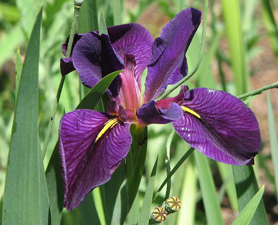 Iris louisiana 'Black Gamecock' (Black Gamecock Louisiana Iris) (alternate view 2)