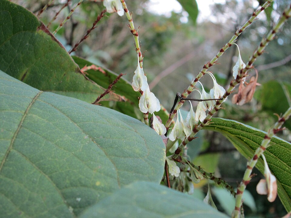 Reynoutria × bohemica (Bohemian Knotweed) (alternate view 7)