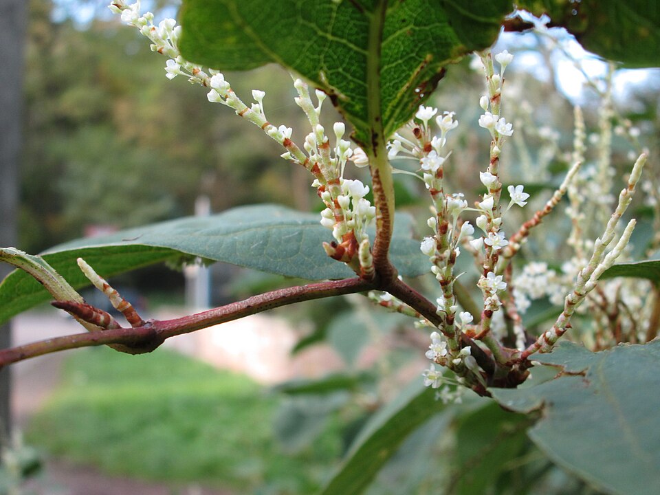 Reynoutria × bohemica (Bohemian Knotweed) (alternate view 8)