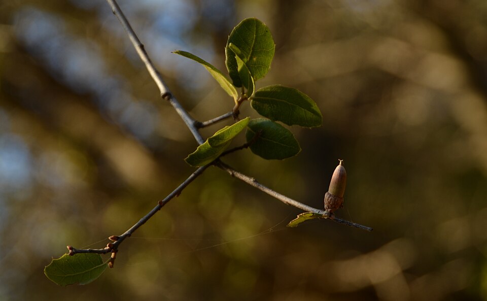 Quercus wislizeni (Interior Live Oak) (alternate view 6)