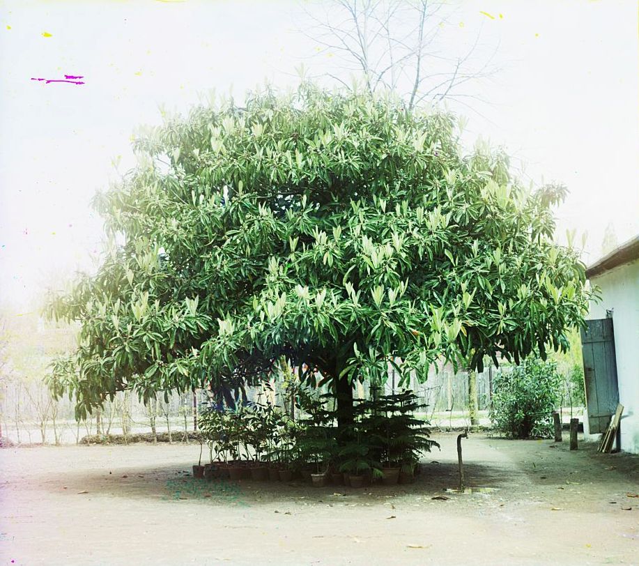 Eriobotrya japonica (Loquat) (alternate view 6)
