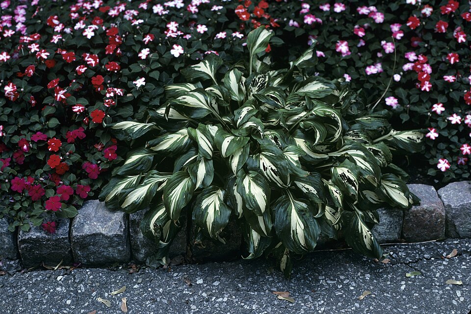 Hosta (hostas) (alternate view 7)