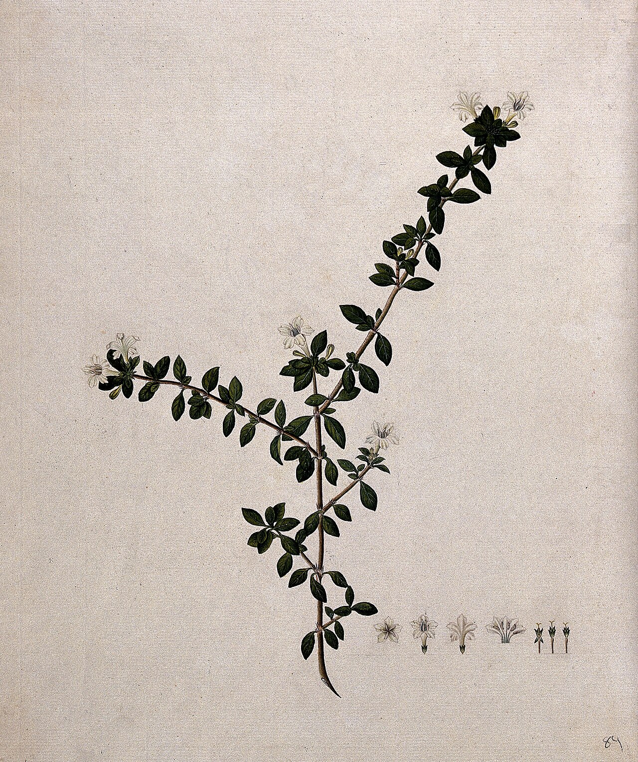 Serissa japonica, Snow rose — mounding evergreen (Rubiaceae) (image 9 of 9)