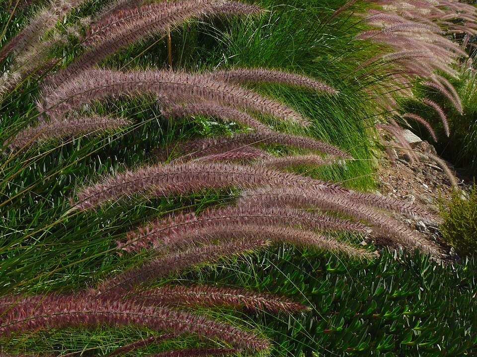 Cenchrus setaceus (Fountain Grass)