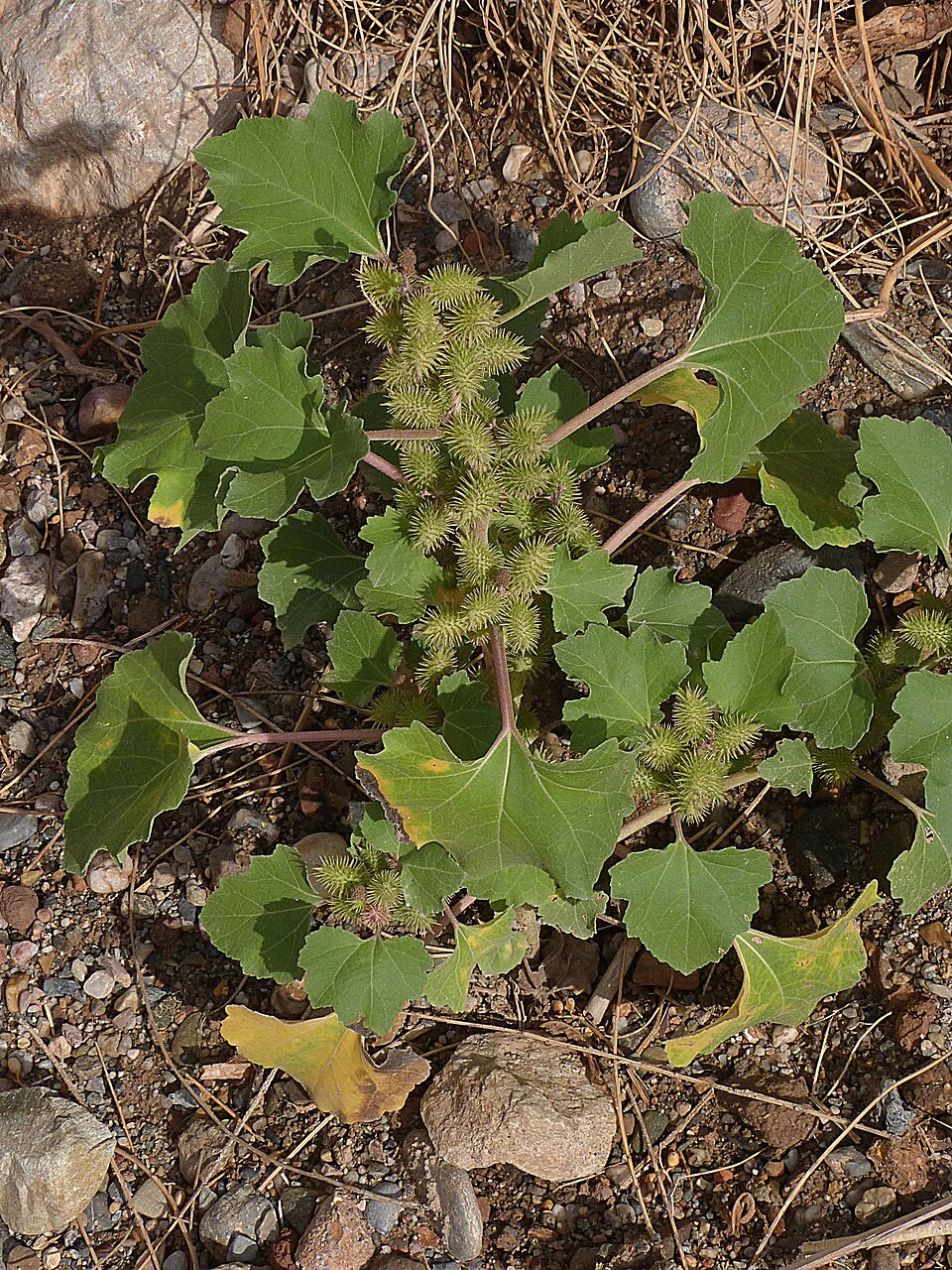 Xanthium strumarium (rough cocklebur)