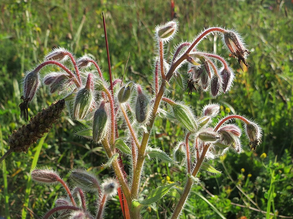 Borago officinalis (borage)