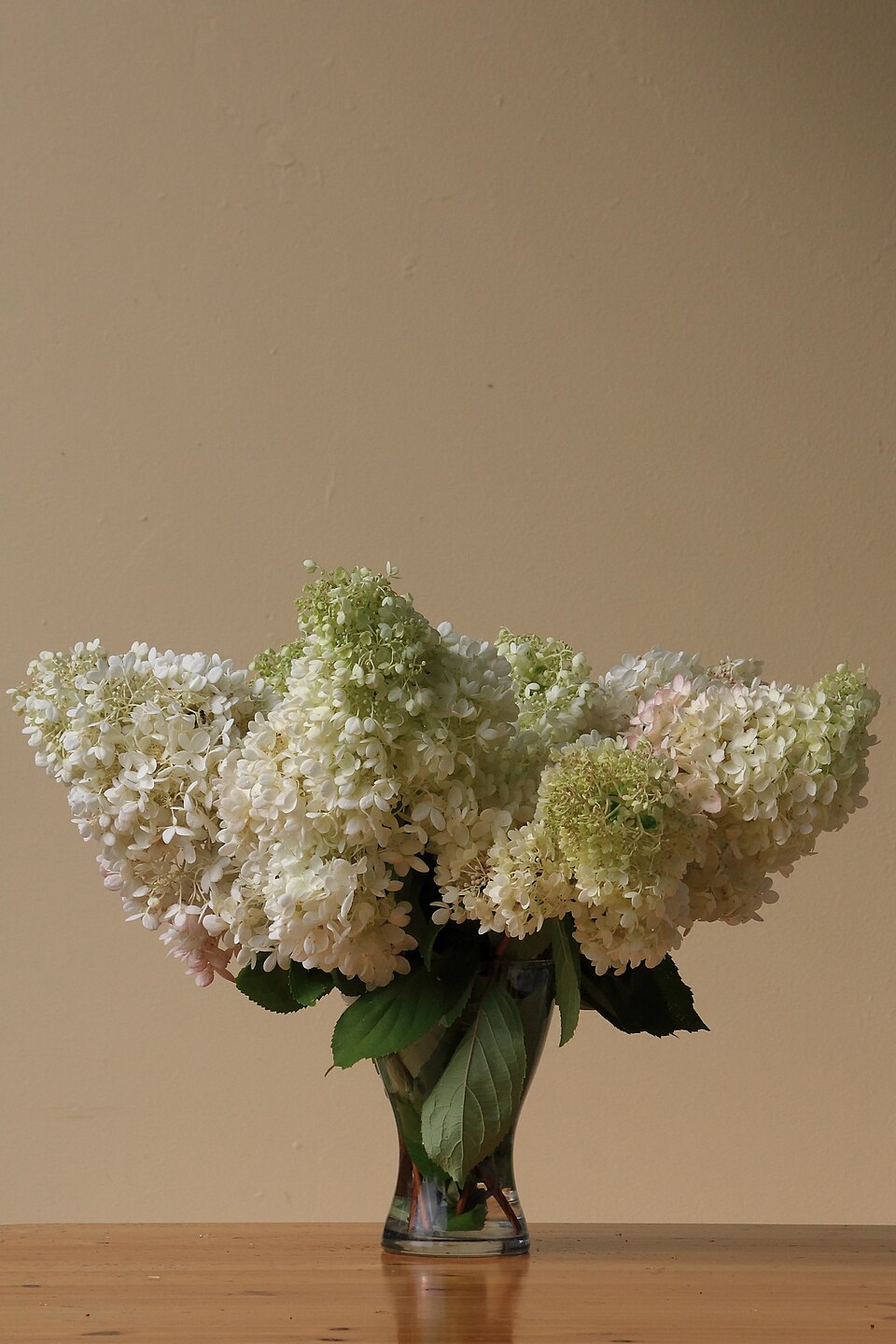 Hydrangea paniculata 'Grandiflora' (pee-gee hydrangea) (alternate view 2)