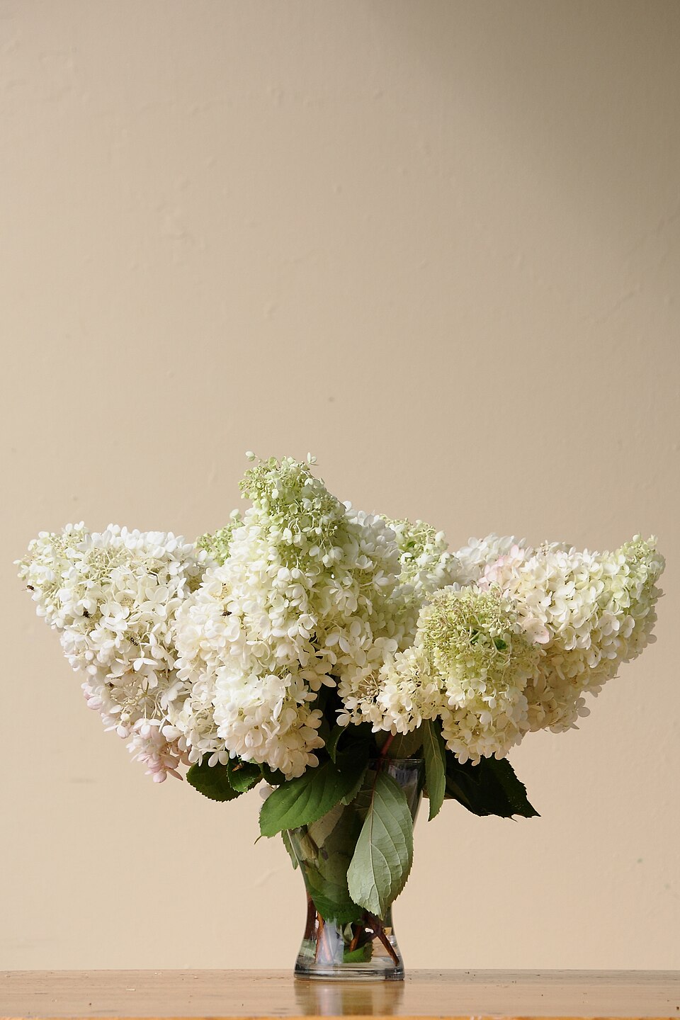 Hydrangea paniculata 'Grandiflora' (pee-gee hydrangea) (alternate view 3)