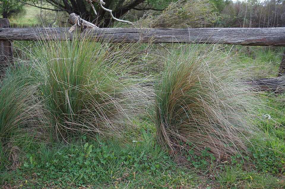 Poa labillardierei (common tussock grass) (alternate view 7)