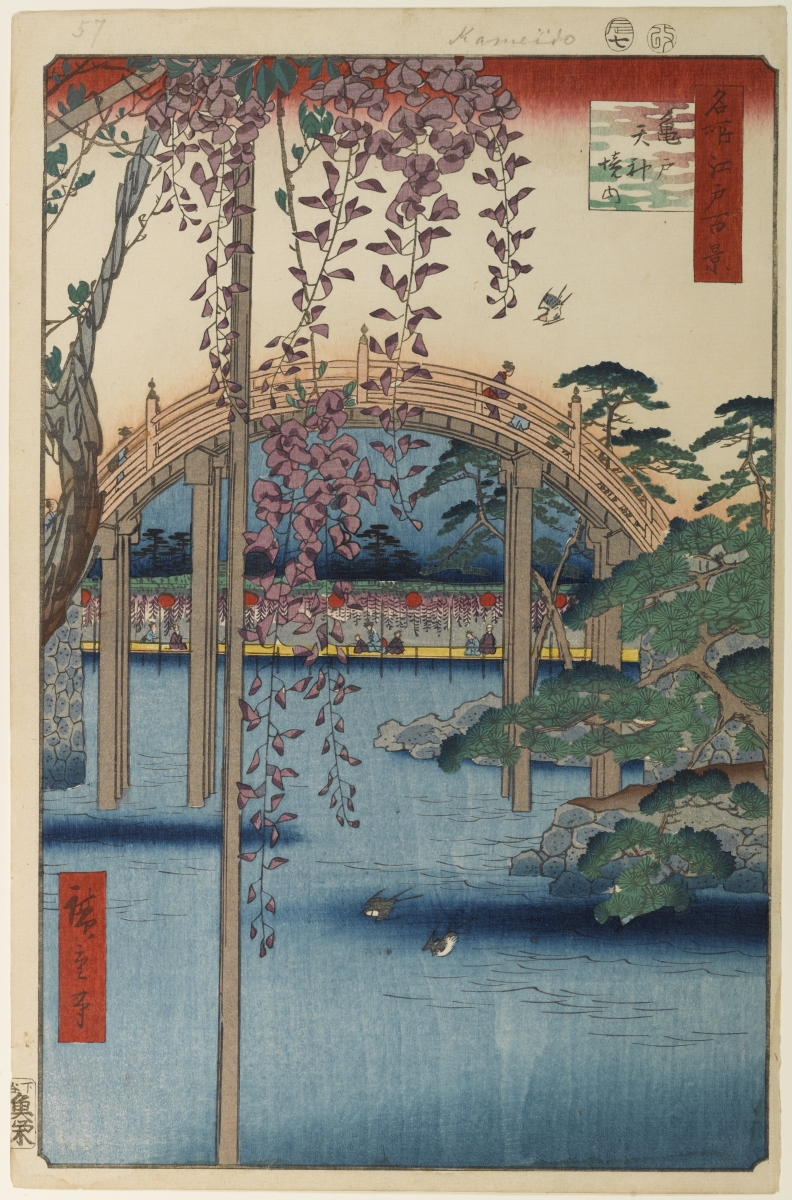 Wisteria floribunda (Japanese wisteria) (alternate view 6)