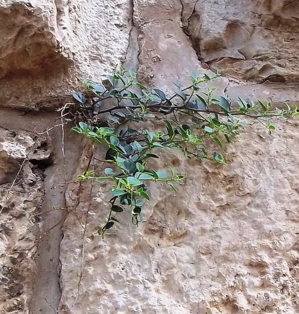Capparis (Caperbushes) (alternate view 3)