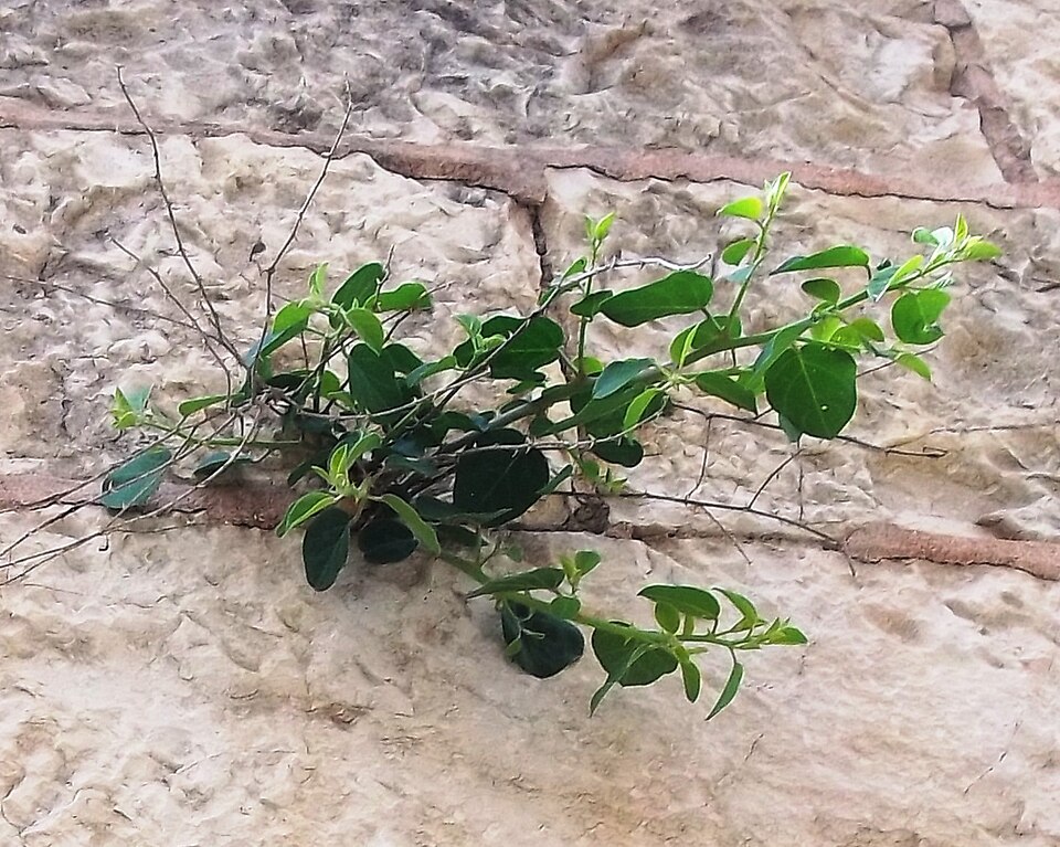 Capparis (Caperbushes) (alternate view 4)