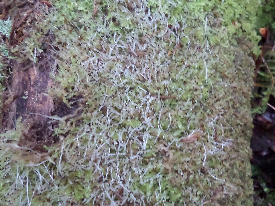 Lophocolea semiteres (Southern Crestwort)
