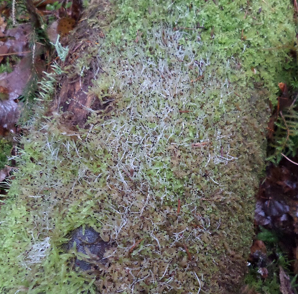 Lophocolea semiteres (Southern Crestwort) (alternate view 2)