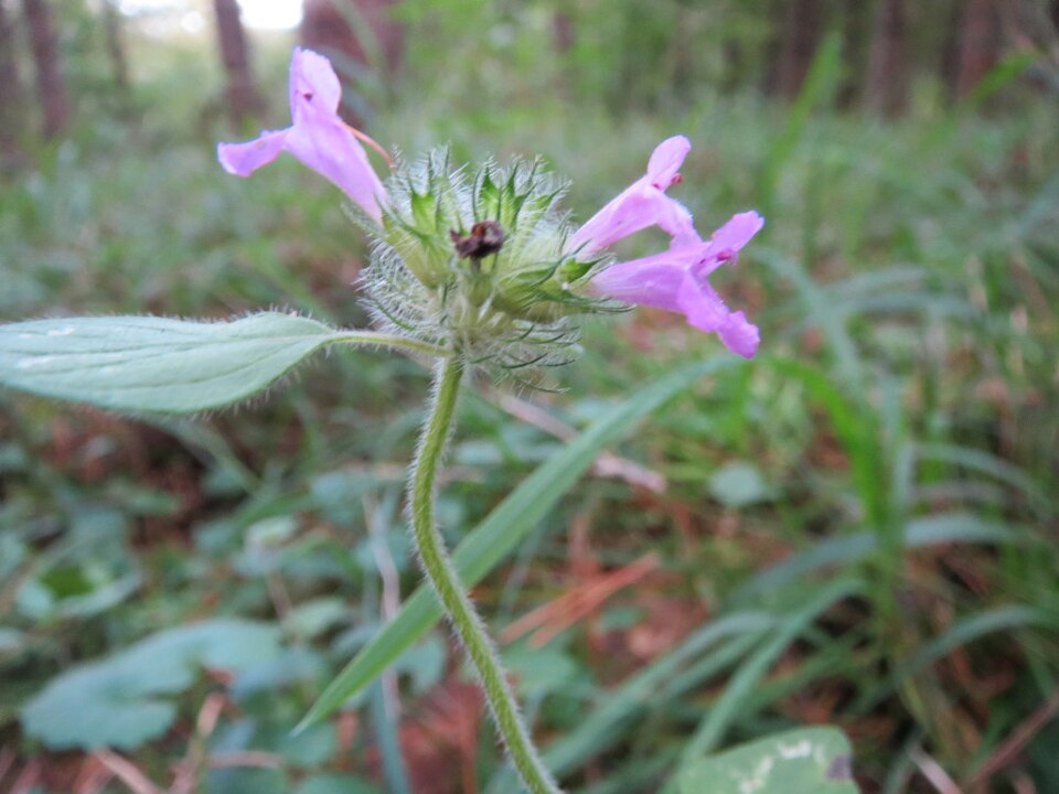 Clinopodium vulgare (Wild Basil)