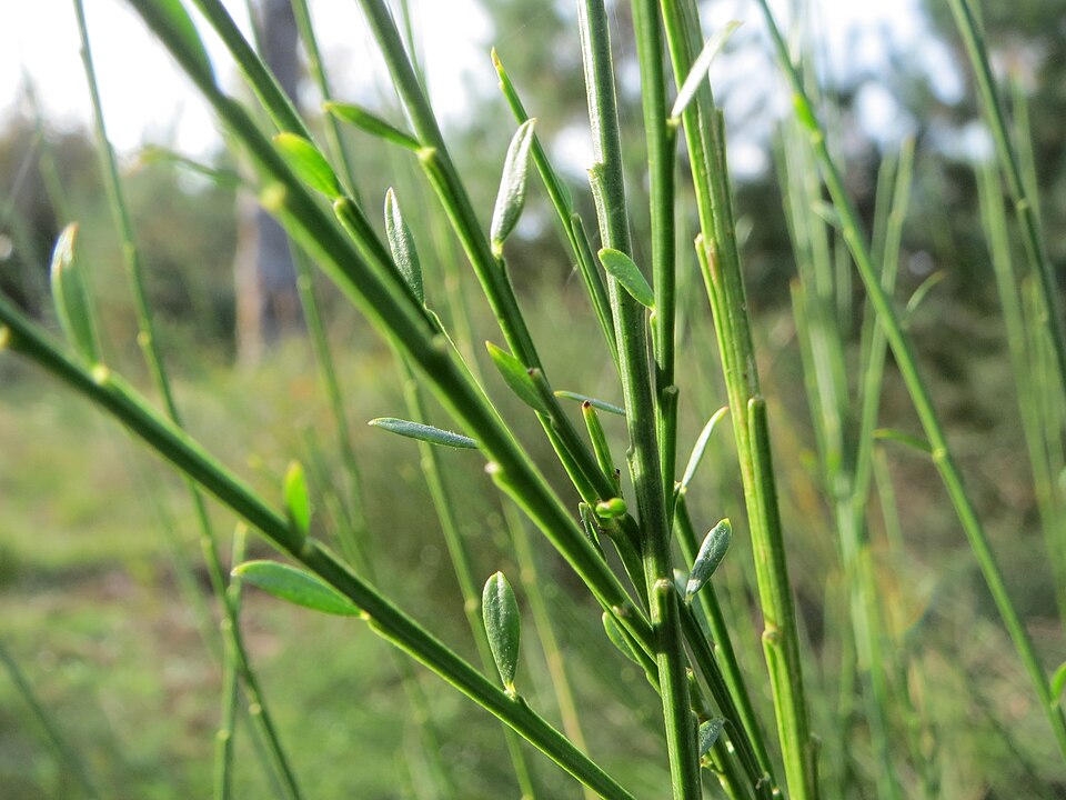 Cytisus scoparius (Scotch broom) (alternate view 8)