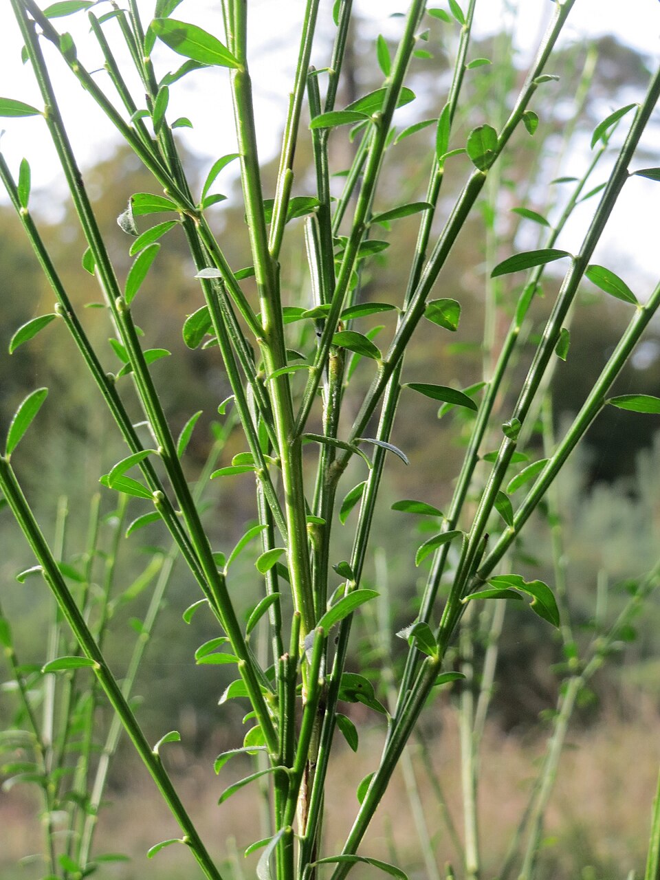 Cytisus scoparius (Scotch broom) (alternate view 9)