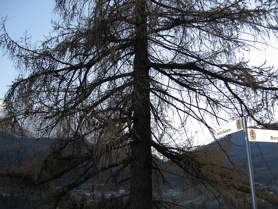 Larix decidua (European Larch) (alternate view 7)
