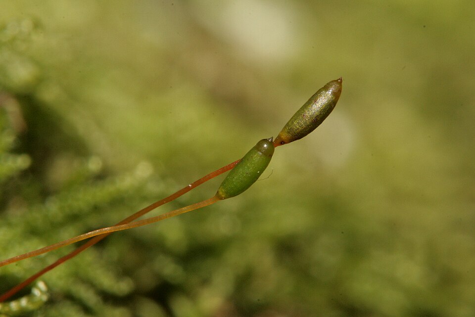 Hypnum andoi (mamillate plait-moss)