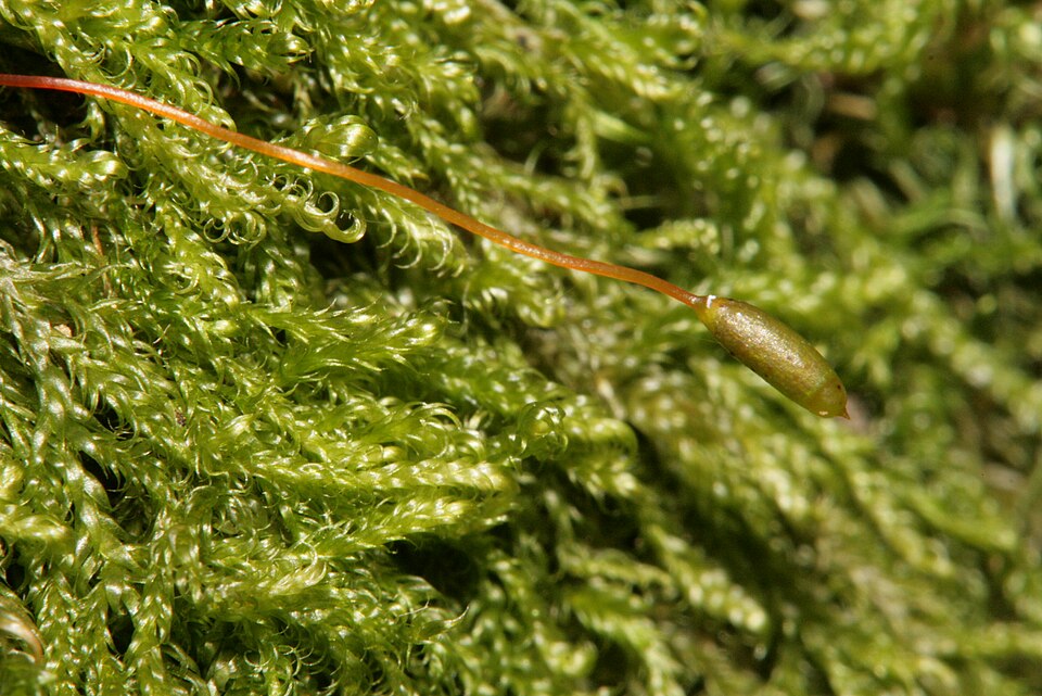 Hypnum andoi (mamillate plait-moss)